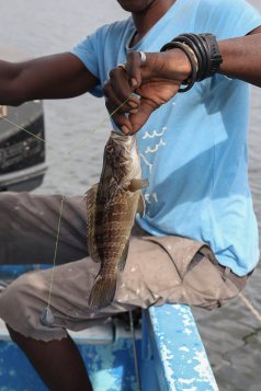 Photographie d'un poisson pêché dans un bolong près de Toubacouta dans le Delta du Saloum 