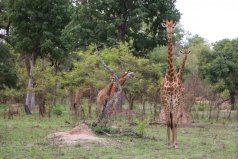Photographie de girafes à la réserve animalière de Fathala au Sénégal