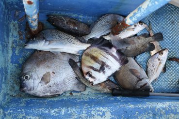 Photographie de poissons pêchés près de Toubacouta dans un bolong du Delta du Saloum au Sénégal