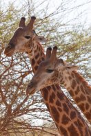 Images d'animaux photographiés dans des réserves au Sénégal