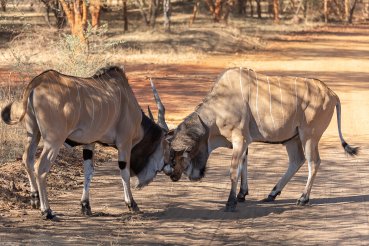 Photographie d'élans de Derby à la réserve animalière de Bandia au Sénégal