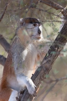 Photographie d'un singe à la réserve animalière de Bandia au Sénégal