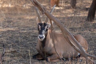 Photographie d'une antilope à la réserve animalière de Bandia au Sénégal