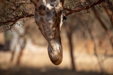Photographie d'une girafe à la réserve animalière de Bandia au Sénégal