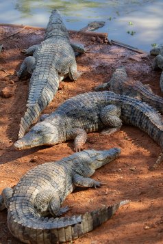 Photographie de crocodiles à la réserve animalière de Bandia au Sénégal