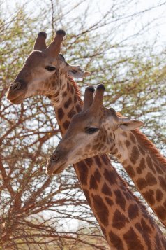 Photographie de girafes à la réserve animalière de Bandia au Sénégal