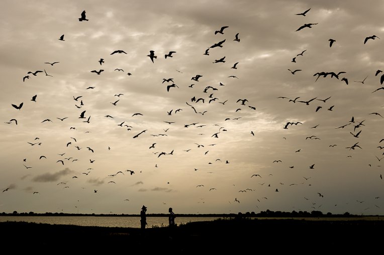 Photographie de l'Ile aux Oiseaux dans le parc national du Delta du Saloum au Sénégal