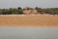 Photographie de pélicans blancs sur un banc de sable à la lagune de la Somone au Sénégal