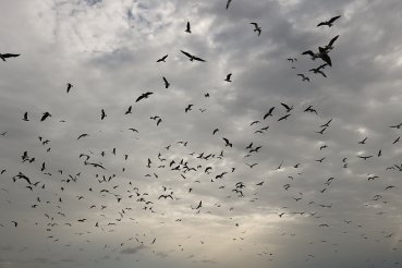 Photographie des oiseaux de l'Ile aux Oiseaux dans le parc National du Delta du Saloum