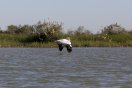 Photographie d'oiseaux au Sénégal