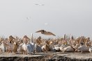 Photographie d'oiseaux au Sénégal